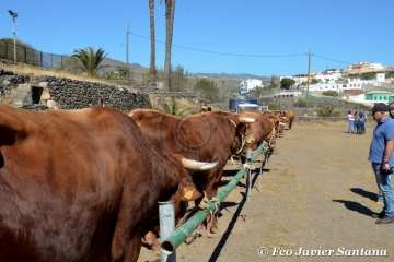 Muestra de ganado de las fiestas del patrono de Telde (Foto  Francisco Javier Santana)